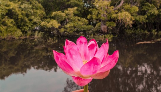 Pink water lotus