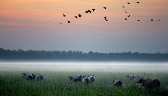 Photos of birds flying over a field of grass and cows