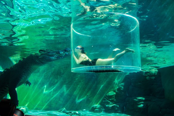 Woman swimming with crocodile