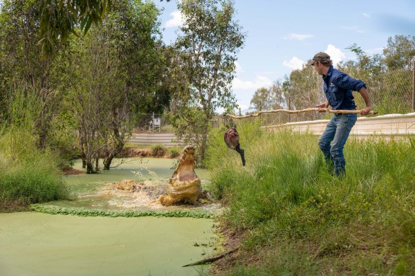 Crocodile feeding