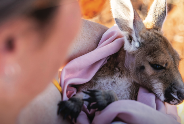 Kangaroo Sanctuary banner