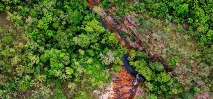 Aerial view of forest